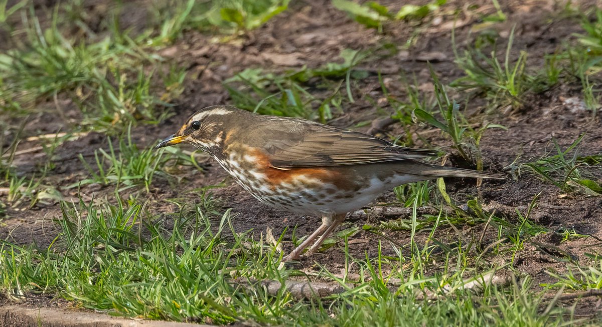 Still the odd Redwing feeding along the Wombrook and lots of Siskins in the alders on the poolhouse section still.