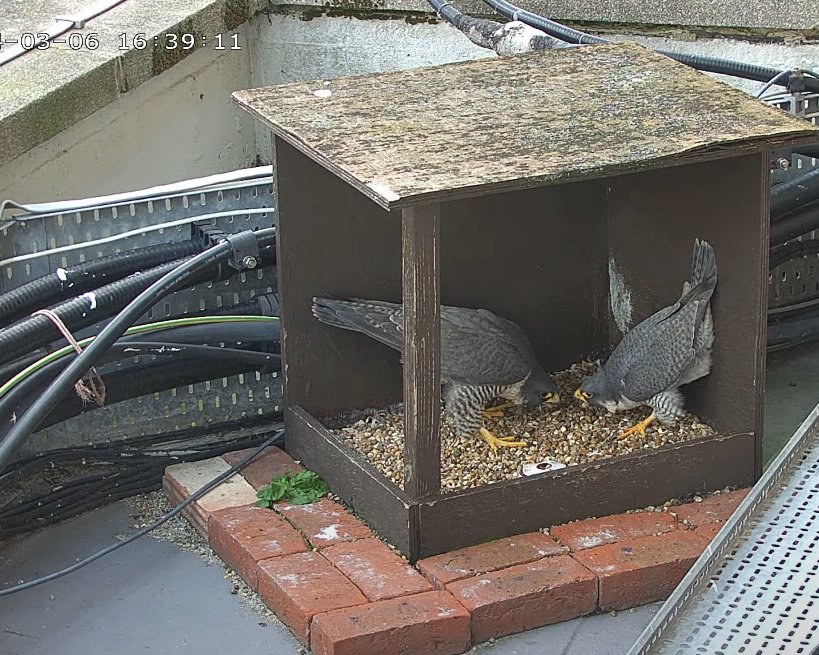 Morden Peregrines. I've not seen anything on camera since 28 Feb (though the camera was down from late Sat until Monday am), so it was nice to see two courtship displays this afternoon at about 14.50 and 16.40. I'm not sure the tiercel really wanted to be so close in the second!