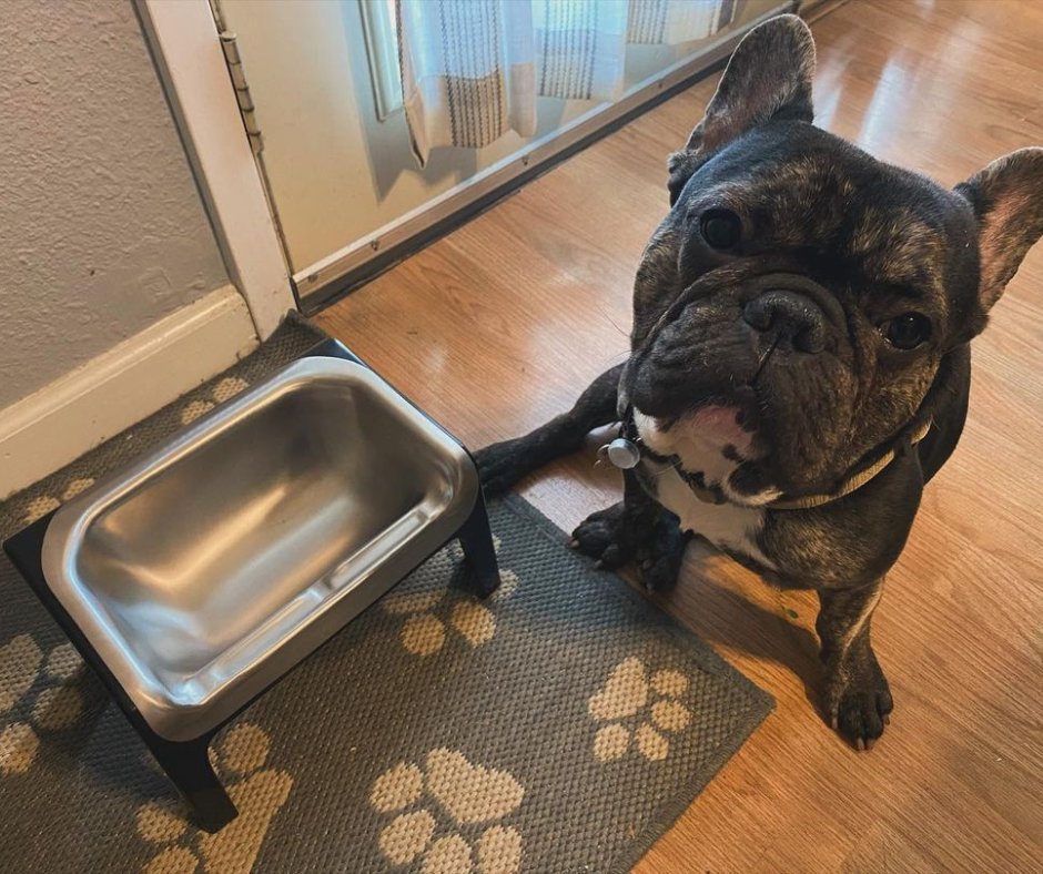 How cute is this adorable Frenchie with their Fluff Trough and Water Insert! 🐶😍

#pawtion #flufftrough #dogbowls #dogfeeder #dogaccessories #animalfeeder #feeder #frenchie #frenchbulldog  #frenchielove  #frenchies #dog #puppy #bulldog #frenchiepuppy #frenchielife #dogs