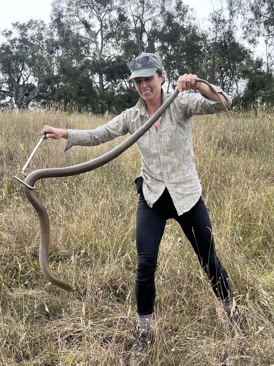 Just over the moon to go out with @gavin_jd_smith 🙏 & such knowledgeable folks in herpetology, vet medicine, & environmental policy for the Brown Snake Tracking Project! We collected data & checked on a wound-repair surgery on this big (1.6m 🤯) girl 🥰. She’s special, right? 🥹