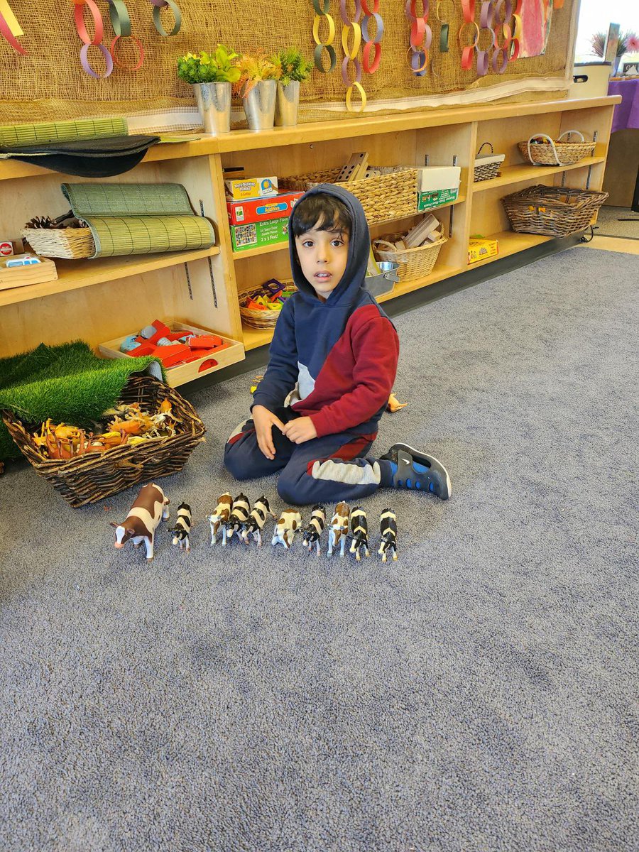 Counting cows and lining up adventures! 🐄👧 Join the fun as little explorers turn fields into classrooms. Every moo is a lesson, every step is a stride in learning. #ChildhoodWonder #CountingCows 🌿🌾
