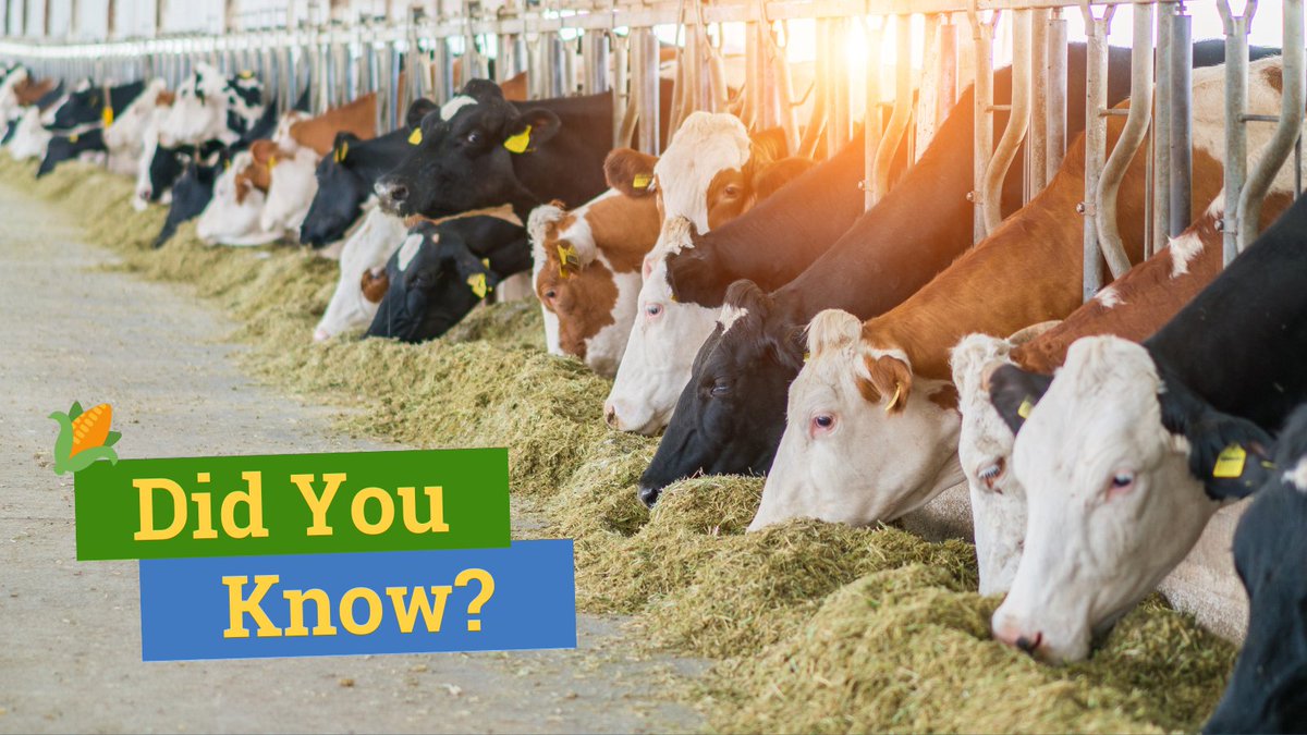 99% of the #corn you see growing in fields is dent corn used for livestock feed. 🐄🐖🐓 Have you seen any corn farmers out planting in their fields yet? #fueledbycorn #tncorn
