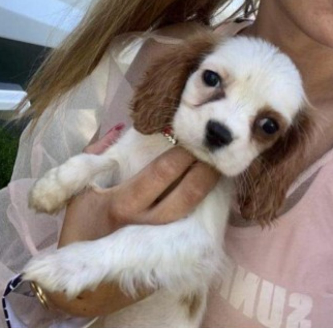 SMALL SMALL #SpanielHour #STOLEN
Female #CavalierKingCharles #Spaniel Puppy Blenheim Orange White Microchipped

#Missing 13 Sep 2020 Pinstone Way South East SL9

doglost.co.uk/dog-blog.php?d…
