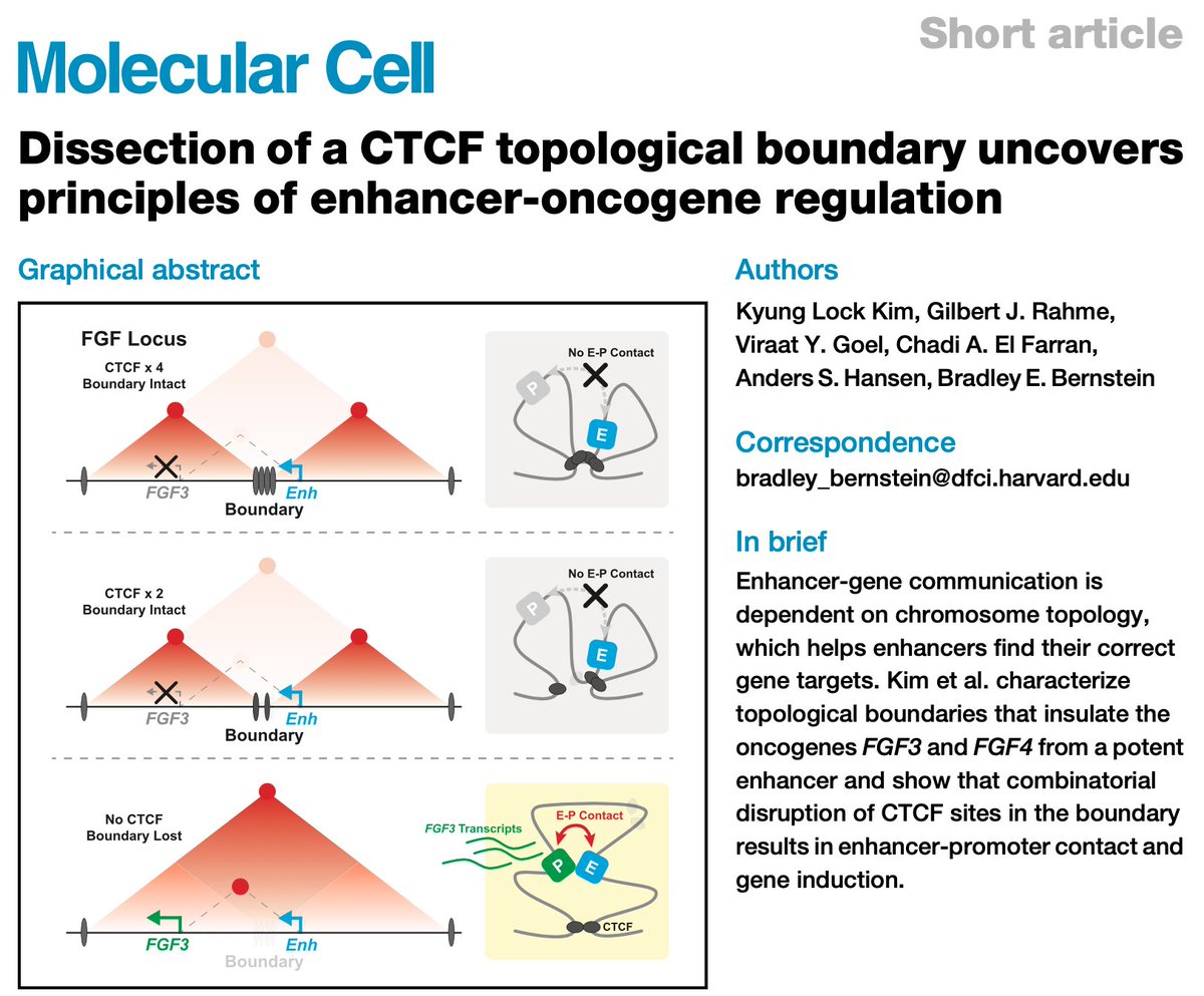 Anders Sejr Hansen (@anders_s_hansen) on Twitter photo (1/2) New paper from KL Kim <a href="/GilbertRahme/">Gilbert J. Rahme (He/him/his)</a> <a href="/BradEBernstein/">Brad Bernstein</a> <a href="/GRO_Broad/">Gene Regulation Observatory</a> with RCMC contribution from <a href="/ViraatGoel/">Viraat Goel</a> <a href="/hansen_lab/">ASHansen Lab</a>
sciencedirect.com/science/articl…
Quantitative dissection of how loss of a CTCF insulator boundary in GIST causes aberrant enhancer-oncogene interactions (1/2) New paper from KL Kim <a href="/GilbertRahme/">Gilbert J. Rahme (He/him/his)</a> <a href="/BradEBernstein/">Brad Bernstein</a> <a href="/GRO_Broad/">Gene Regulation Observatory</a> with RCMC contribution from <a href="/ViraatGoel/">Viraat Goel</a> <a href="/hansen_lab/">ASHansen Lab</a>
sciencedirect.com/science/articl…
Quantitative dissection of how loss of a CTCF insulator boundary in GIST causes aberrant enhancer-oncogene interactions