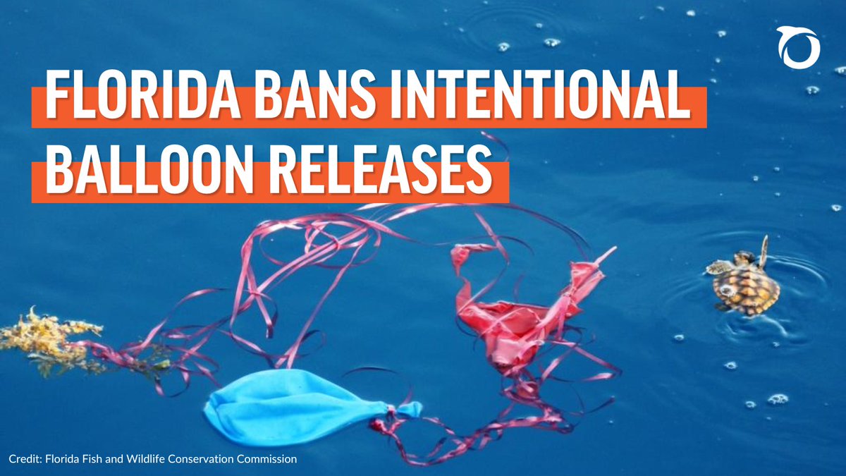 oceana's tweet photo. A WIN FOR WILDLIFE: Florida’s legislature just passed a bill banning the intentional release of balloons.🎈

Oceana applauds @NickDiCeglie and Rep. Linda Chaney for their commitment to protecting Florida's shorelines and ocean life.🐬 https://t.co/pDVtmeKZcg https://t.co/Egz3ZS2FBd