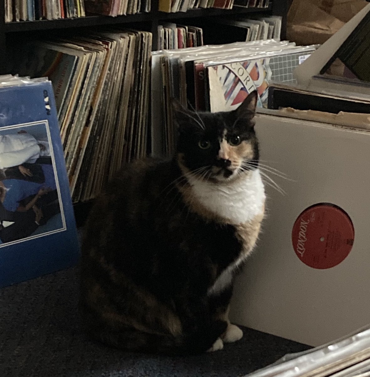 Canary says she’s a disco cat too!