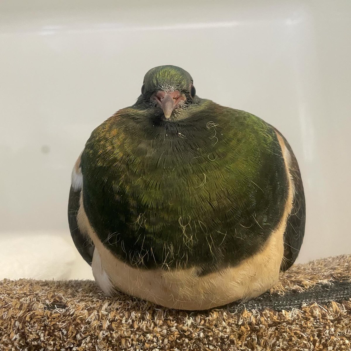 With the recent stormy weather we have had a sudden influx of unwell young kererū! We’ve reopened our second nursery as a ‘kererū ward’ to care for these young ones. 

Help us to get these beautiful manu back on their wings 💚 birdcareaotearoa.org.nz/urgentappeal/