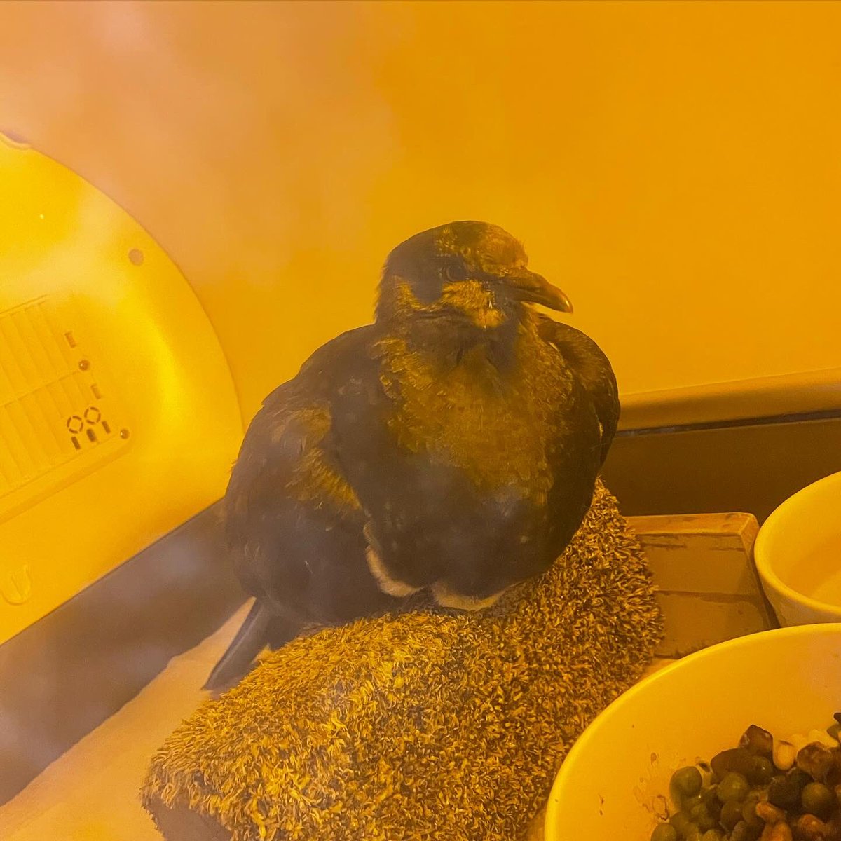 BirdCare Aotearoa tweet media
