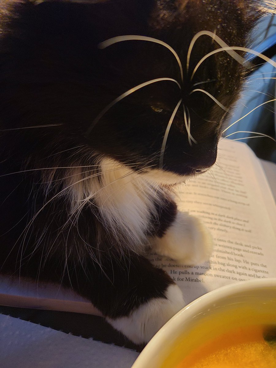 #WritingCommunity #readingcommunity what it is like to read when a cat owns you