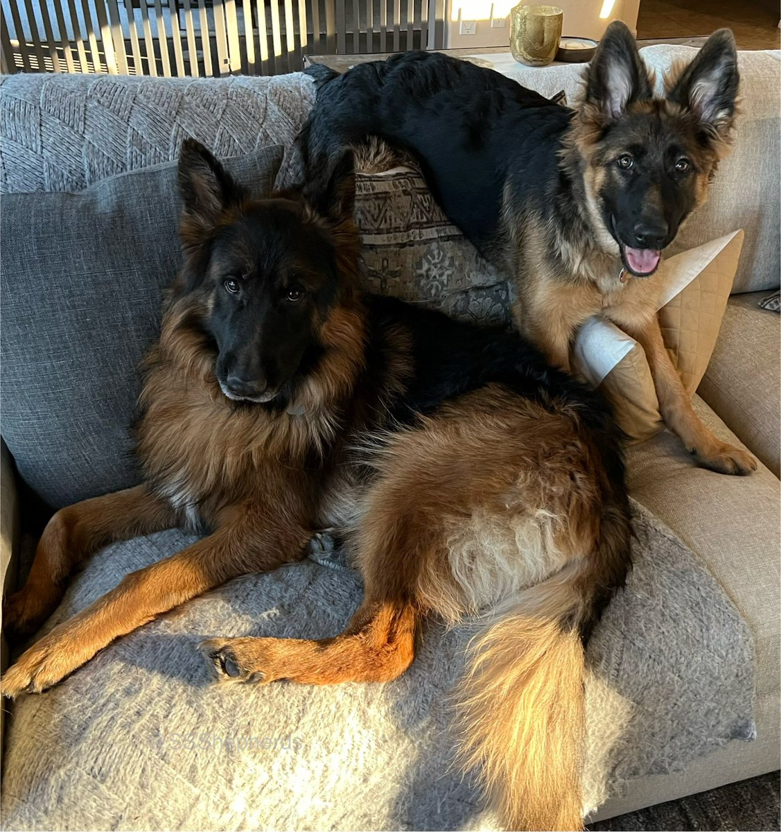 #ThatFeelingWhen your little sister suddenly flies across the room and up into the sofa with you… #WackyWednesday #dogsofx #dogsoftwitter
 #SuttonlovesSaryn 🥰🐾