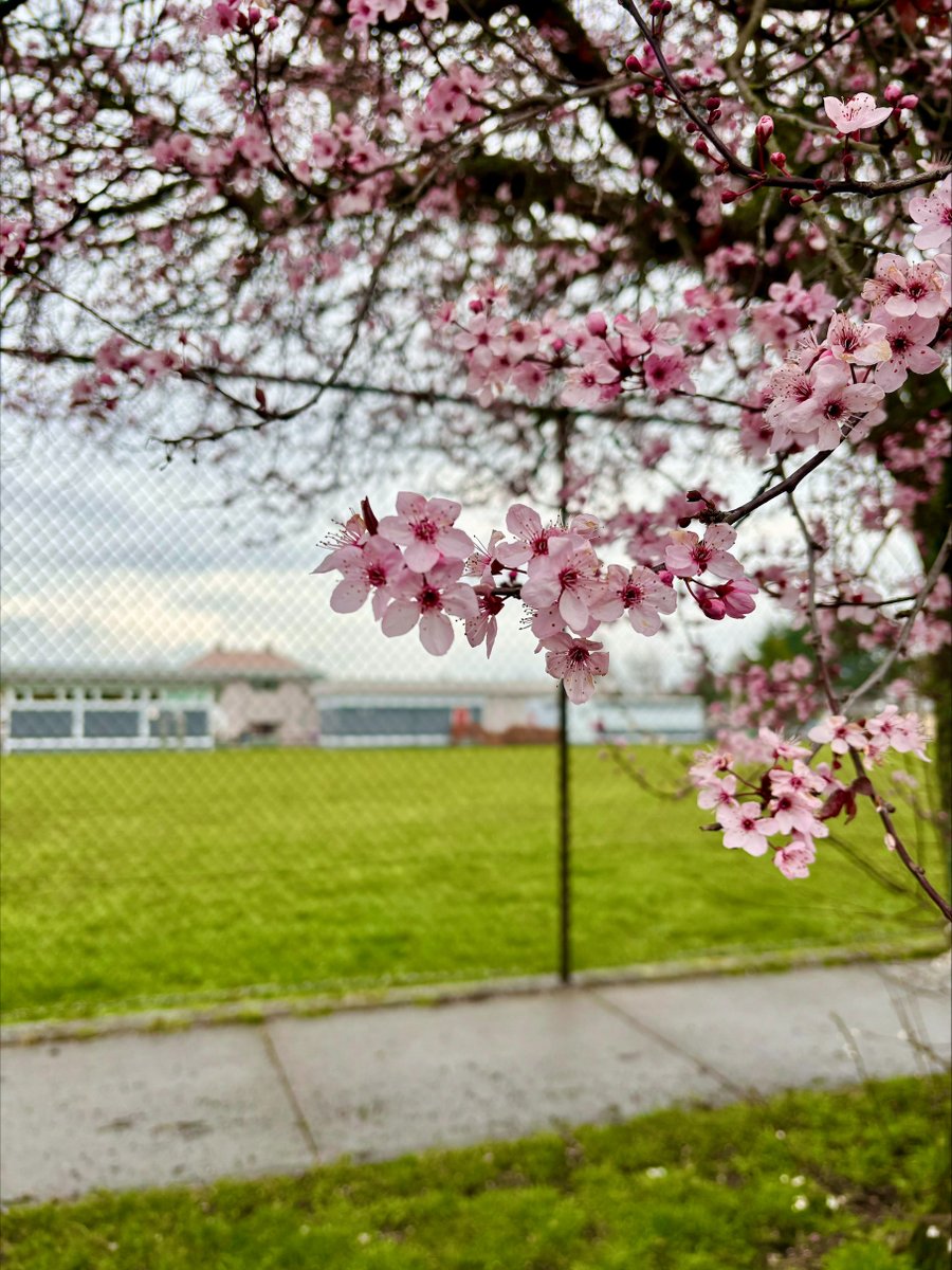 sd61schools's tweet photo. The Greater Victoria @FlowerCount starts today! Good luck to the grade 4 and 5 classes who are joining the friendly competition to count the most blooms. #FlowerCount
📸Tillicum Elementary, Glanford Middle, and George Jay Elementary schools https://t.co/BU6VhMdu4G