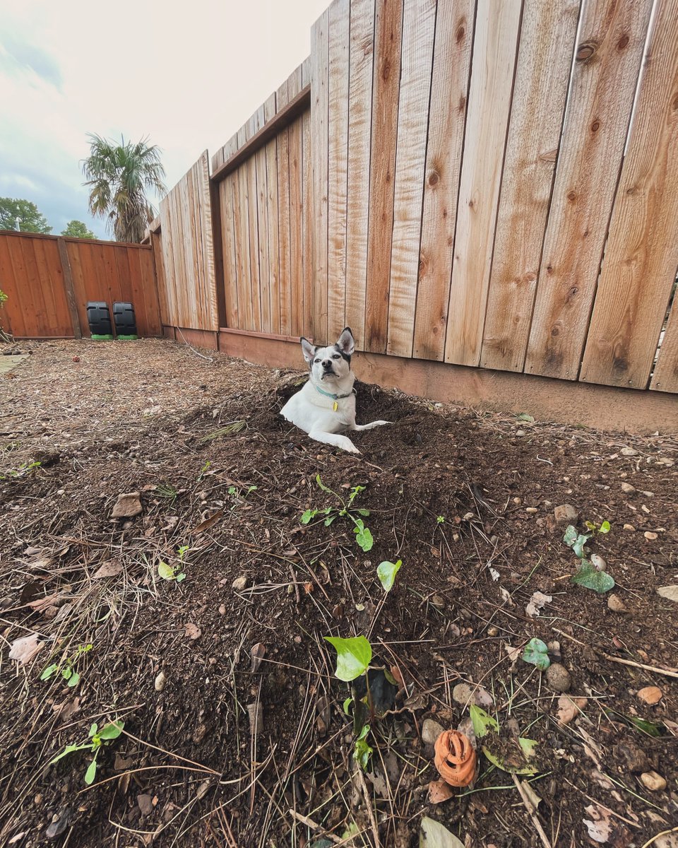 The dogs are sprouting early this year. #gardening