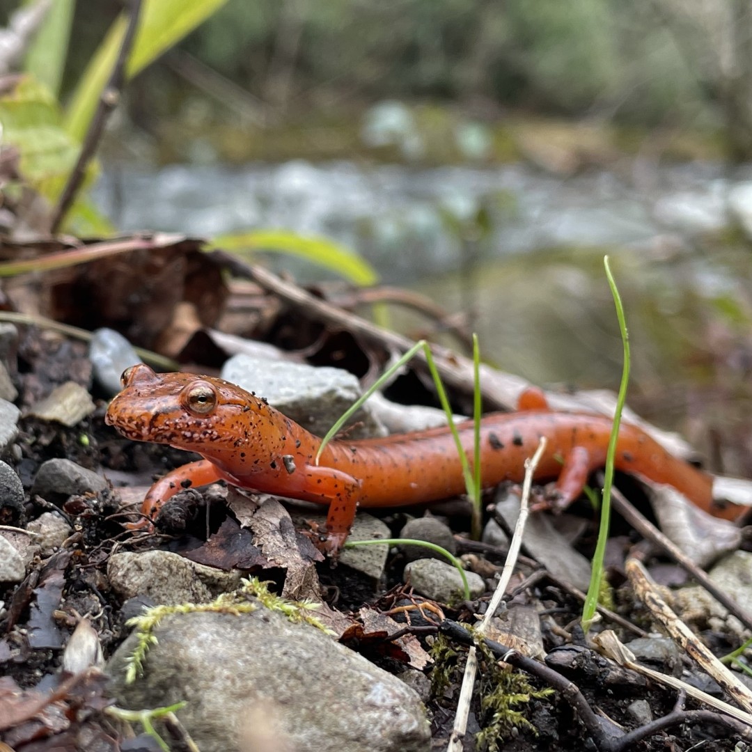 Spring is coming! It’s time to highlight a special critter. The Spring Salamander is 1/31 salamander species in the park and can grow up to 7 in. long. If you see a salamander, remember not to touch. Substances on our hands are harmful to salamanders.
