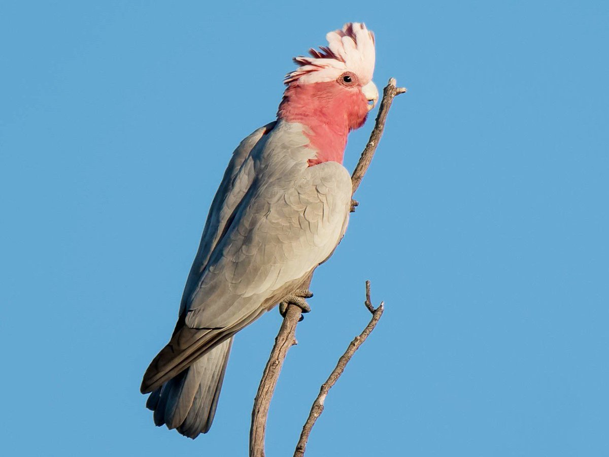 #bg3qotd if your tav/durge was an animal, what would they be? (if druid, favored form?) 

Ezra would be a Galah 
River would be a Axolotl