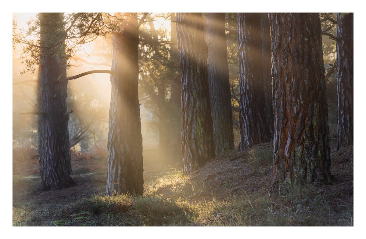 A lovely wander amongst the tall Pines this morning. #NewForest