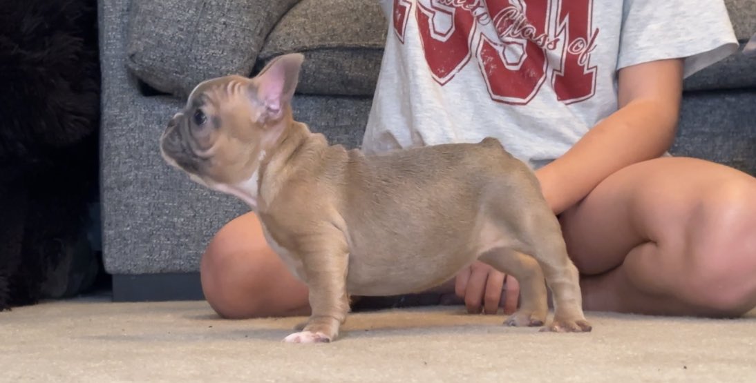 Female Frenchie Pup AvailaBULL for her FURever home! Shots completed 4.5 months old! DM me for details