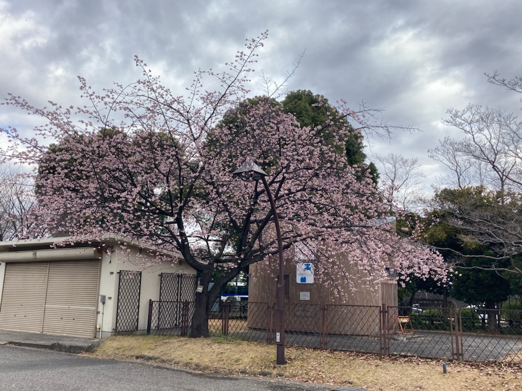 日比谷公園でもオオカンザクラの開花が進み、ボリュームが出てきました