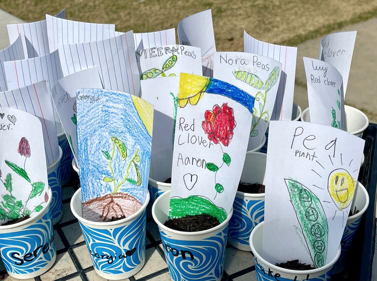 Signs of Spring in our <a href="/oakparkusd/">Oak Park USD</a> school gardens. Students sprucing up the garden fences, bees pollinating, pea plants flowering in the greenhouse and 2nd &amp; 3rd grade learning how to improve the soil naturally with Nitrogen-fixing soil superheroes, peas, beans &amp; red clover.