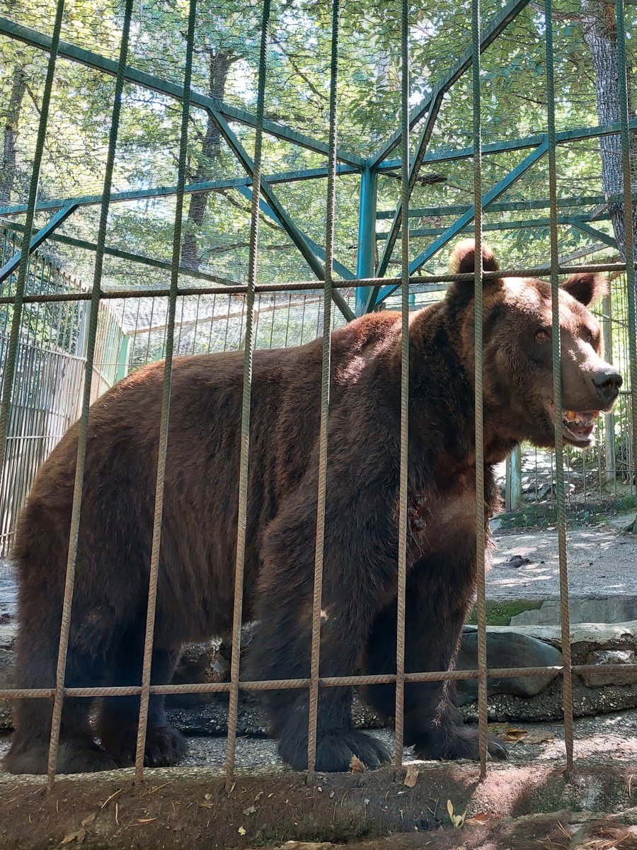 fourpawsAU's tweet photo. Save the #SaddestBears in Slovenia!
We're deeply concerned for four brown bears suffering in cruel conditions in Slovenia. There have been tireless efforts to rescue them, now we urgently need your help!
Let's unite to make a difference for bears โฌ๏ธ
https://t.co/Uj53olZE0U https://t.co/JCATVqMT01
