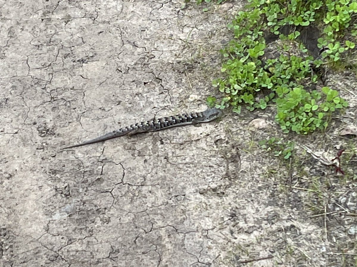 touchted's tweet photo. Good afternoon! #running #NotASnake https://t.co/i3HdayCiML