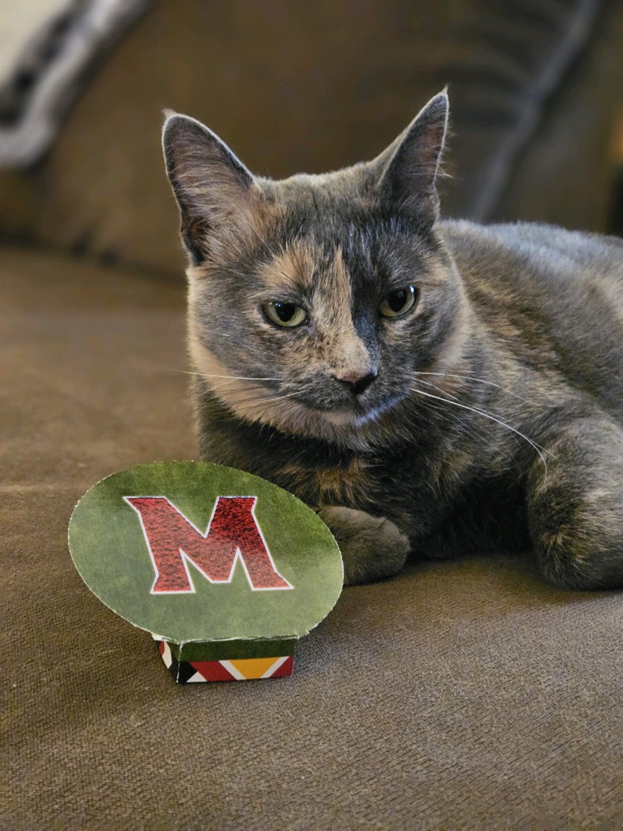 MDCBand1995's tweet photo. This little #TinyTerp tortie loves her Maryland Terrapins and the Mighty Sound of Maryland!  Hermione supports @mightysoundofmd / Marching Band Instrument Fund on #GivingDayUMD. https://t.co/i6S38C22PZ