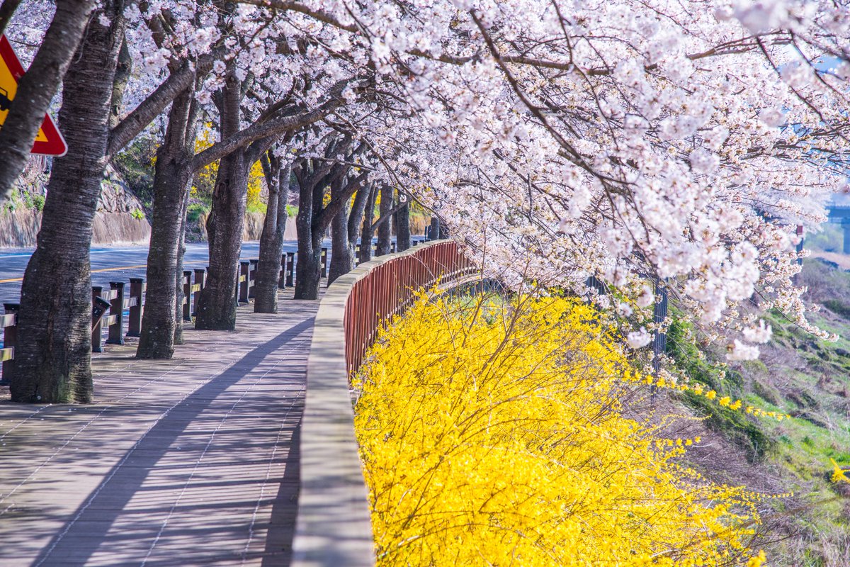 VisitaCorea's tweet photo. Además de los cerezos, queremos presentarte la llegada de otras flores de la primavera 🌼🌸🌻🌹🌷

🔸Para saber más: https://t.co/5wJtzkGvh1

📷 라이브스튜디오, 임영록 https://t.co/MoN7ukVRjr