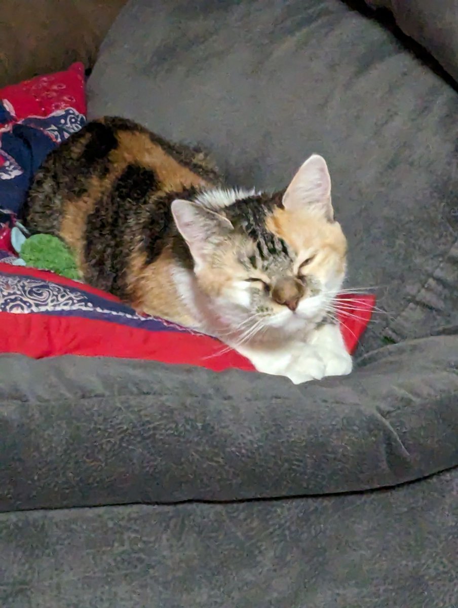 Clickbait_png's tweet photo. @EmptyPinataVT @InfernalQueen At her new home https://t.co/YG9geQrQSO