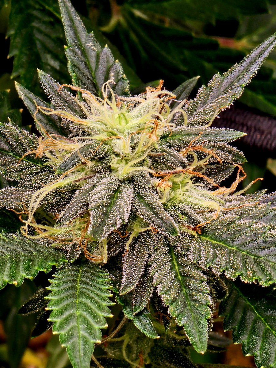 RustySh82162670's tweet photo. @Raw_Genetics_ 

Pecan Pie x Tropical Zlushiez 

Tester update: So out of the 6 seeds I was assigned this is the only one that made through to flower but it's a pretty one! 
Other 2 that actually sprouted were 1 male and a herm. None of the other 3 genetics I had n tent hermed 🤷‍♂️ https://t.co/5eRzOy4kz3