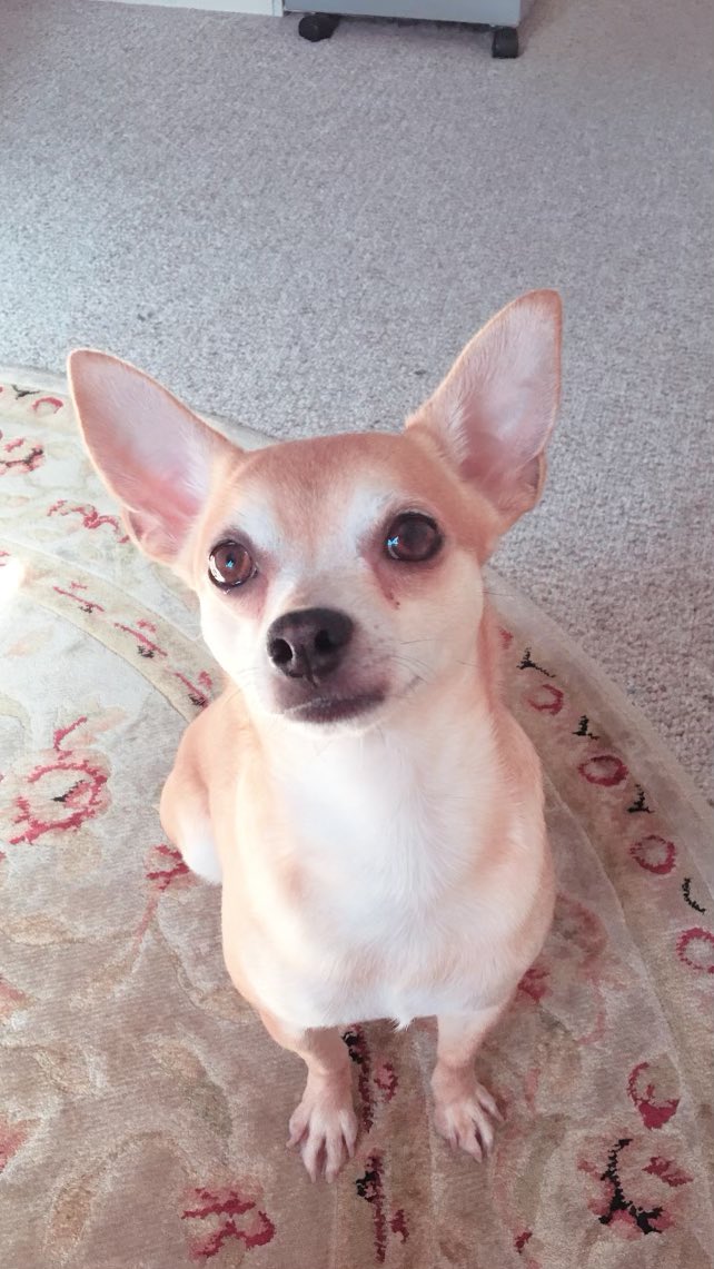 sonnyjose45's tweet photo. My dog forever🐶🧚🏼‍♀️🥺❤️🙏 https://t.co/al1Tte5toZ