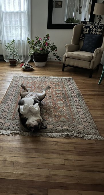 @DannyDeraney  Charley in his favorite position!   #doggywednesday https://t.co/mhJLa6mJov<a class="tags" target="_blank" title="On Twitter" href="/?out=eyJ0eXAiOiJKV1QiLCJhbGciOiJIUzUxMiJ9.eyJpYXQiOjE3MjI4NDQ3NTcsImlzcyI6InR3cG9ybnN0YXJzLmNvbSIsIm5iZiI6MTcyMjg0NDc1NywiZXhwIjoxNzU0MzgwNzU3LCJyZWRpcmVjdF91cmwiOiJodHRwczovL3R3aXR0ZXIuY29tL0Rhbm55RGVyYW5leSJ9.pwPTSGRQUTDOmkSXevYXMEyteuGIoWlRq5XMFwiWjtESVFjQVqiYoTmVWbeMarsRUjnRKngtX8YWklxxa9HZEw">@DannyDeraney</a><a href="/tag/doggywednesday"class="tags"><span>#doggywednesday</span></a>