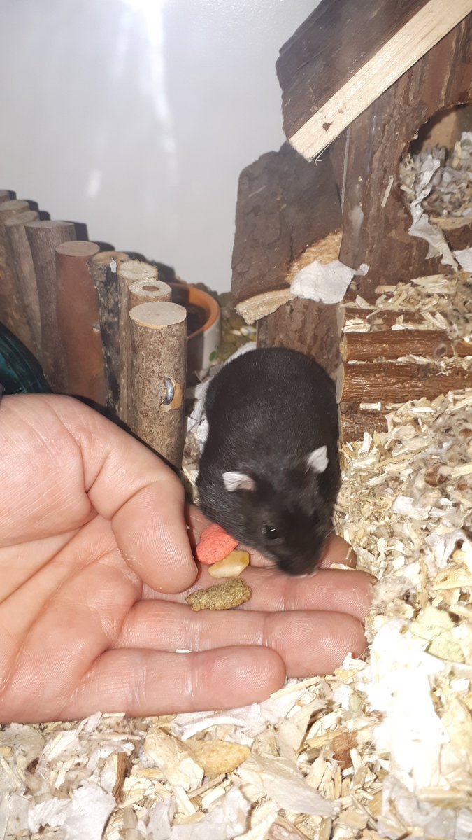 ImkeSingingintherain tweet media