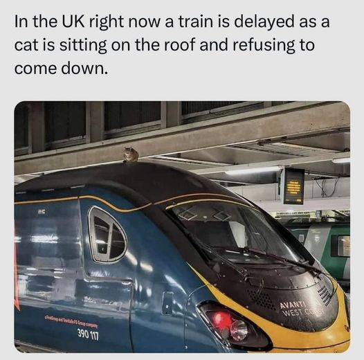 "Good Time" Stevie McKeown (@goodtimestevie) on Twitter photo 