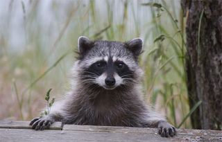 MikoPlushie's tweet photo. "Post your sona and their species"

Mapache qlia https://t.co/5ftRFCbz3X