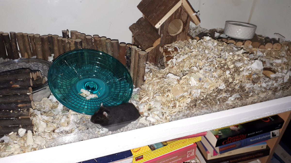 ImkeSingingintherain tweet media