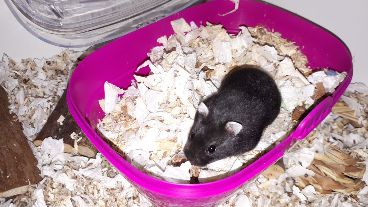 ImkeSingingintherain tweet media