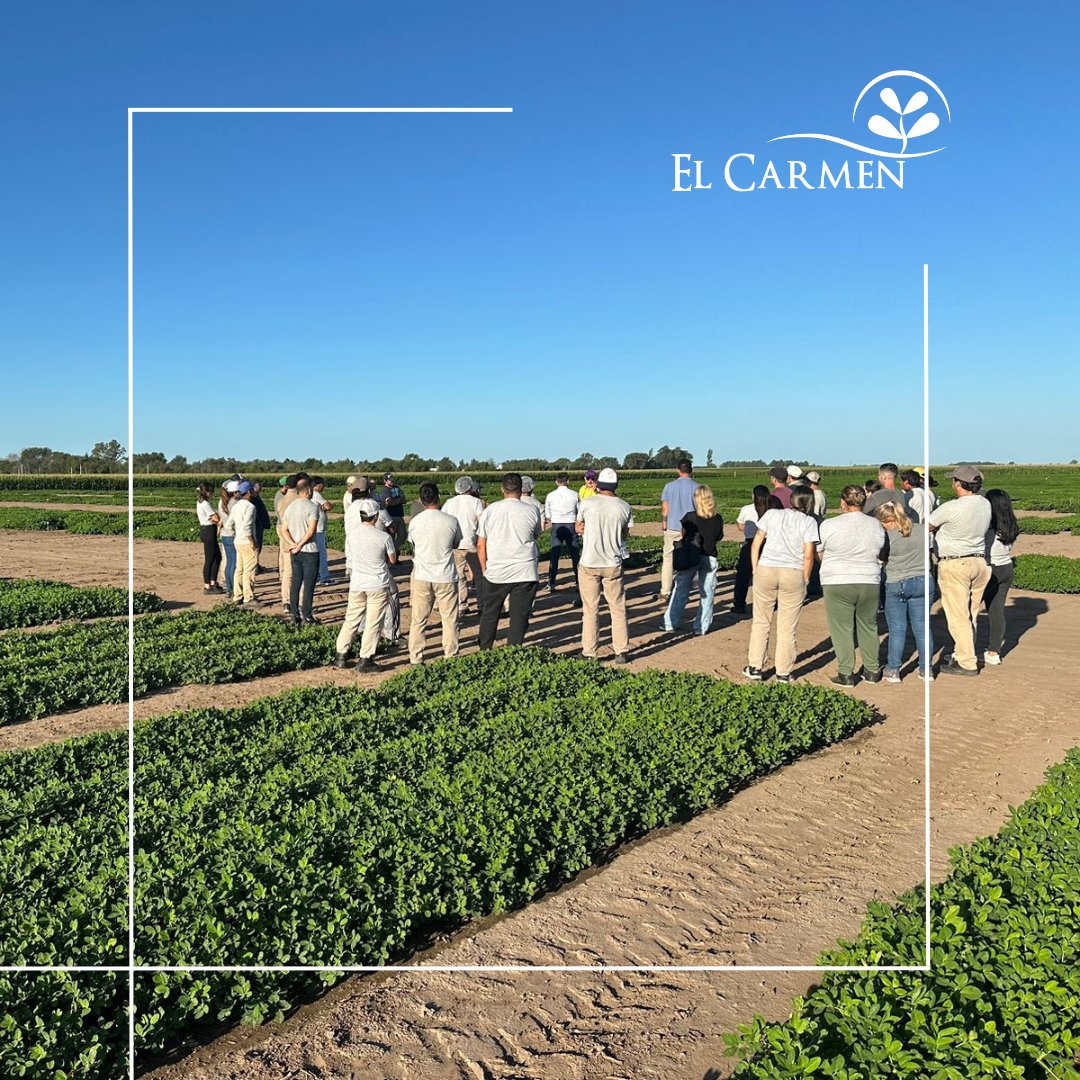 Semillasdemani's tweet photo. Capacitación en el campo
En esta última jornada, nuestro equipo se capacitó sobre la obtención y manejo de nuestros cultivares con el objetivo de mantener la pureza y calidad de nuestra semilla.
Estamos orgullosos del compromiso de nuestro equipo con la mejora continua. https://t.co/vr2t3s5Q7y