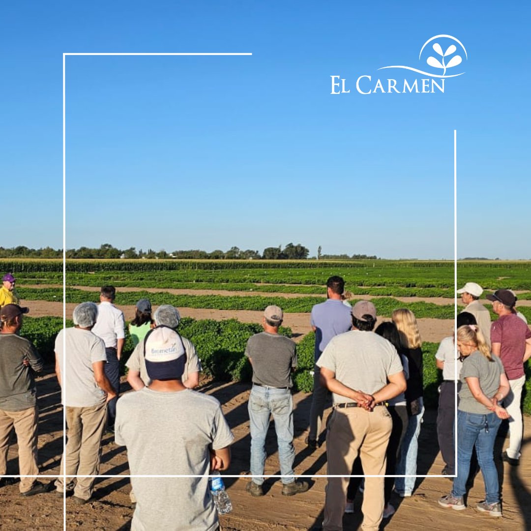 Semillasdemani's tweet photo. Capacitación en el campo
En esta última jornada, nuestro equipo se capacitó sobre la obtención y manejo de nuestros cultivares con el objetivo de mantener la pureza y calidad de nuestra semilla.
Estamos orgullosos del compromiso de nuestro equipo con la mejora continua. https://t.co/vr2t3s5Q7y