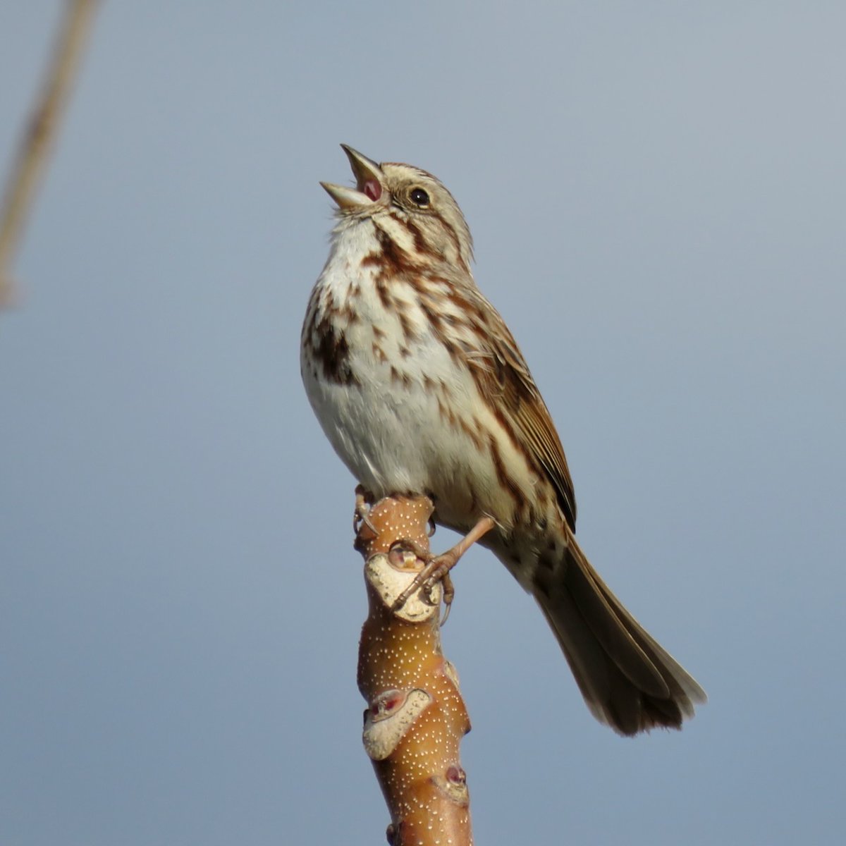 Spring is only just starting to show up but omg the birds are singing. Song Sparrows, blackbirds, ...so many singers. What a great time of the year. #birding