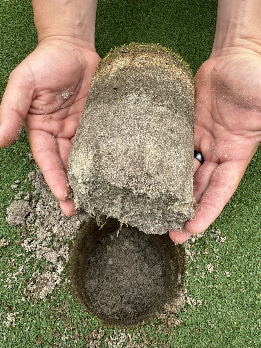 Darren J Davis, CGCS (@darrenjdavisgcs) on Twitter photo “Cup-cutter depth” roots on the #Tif3D grown on plastic for 70 days and installed at #OldeFloridaGolfClub 9/21/23 Current height .100 <a href="/LayAndPutt/">Pro Greens</a> <a href="/ugatiftonturf/">University of Georgia Tifton Turfgrass Program</a> <a href="/ProTurf_GA/">PRO-TURF</a> #Tif3dGOP <a href="/GCSAA/">GCSAA</a> <a href="/FGCSA/">Florida GCSA</a> <a href="/GeorgiaGCSA/">Georgia GCSA</a> “Cup-cutter depth” roots on the #Tif3D grown on plastic for 70 days and installed at #OldeFloridaGolfClub 9/21/23 Current height .100 <a href="/LayAndPutt/">Pro Greens</a> <a href="/ugatiftonturf/">University of Georgia Tifton Turfgrass Program</a> <a href="/ProTurf_GA/">PRO-TURF</a> #Tif3dGOP <a href="/GCSAA/">GCSAA</a> <a href="/FGCSA/">Florida GCSA</a> <a href="/GeorgiaGCSA/">Georgia GCSA</a>