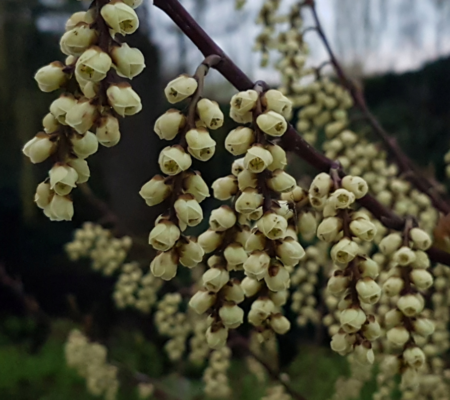 MaartenvanAtten's tweet photo. #Heesters, #sortiment. Bijzondere voorjaarsbloeier, de Staart-aar. #Stachyurus. https://t.co/jwX4SjqxHd