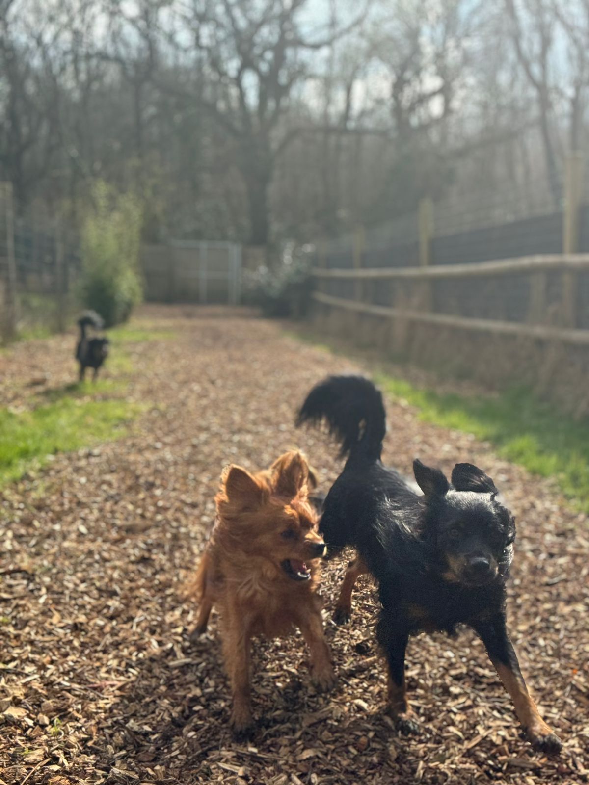 Furkids dog cheap daycare