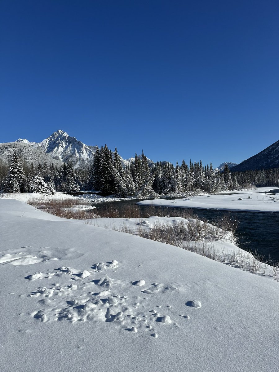 2023 Spring Golden Eagle Migration Count. A cool Sunny cloudless day to start. Blue skies can make it hard to spot the soaring eagles 🦅. At 2pm 13 have been counted. Watch the live count here hawkcount.org/day_summary.ph… #Alberta #birding #Kananaskis