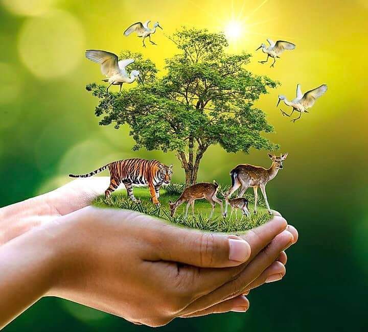 DCFAPakistan's tweet photo. درخت لگائیں۔  صدقہ جاریہ
( امرود ، جامن، ، فالسہ ، توت، بیر ، انار ، کیکر ، دھریک ، نیم کا درخت ، شیشم (ٹہلی) ، پیپل ) https://t.co/Yb8HCUDPPW