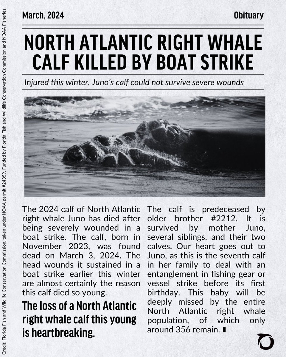 HEARTBREAKING: After being injured earlier this winter by a boat strike, Juno’s calf has died from its wounds. This death is tragic & likely could have been prevented. Tell @POTUS & @SecRaimondo to take long overdue action to protect the #RightWhaleToSave: oceana.ly/3HFxhMf