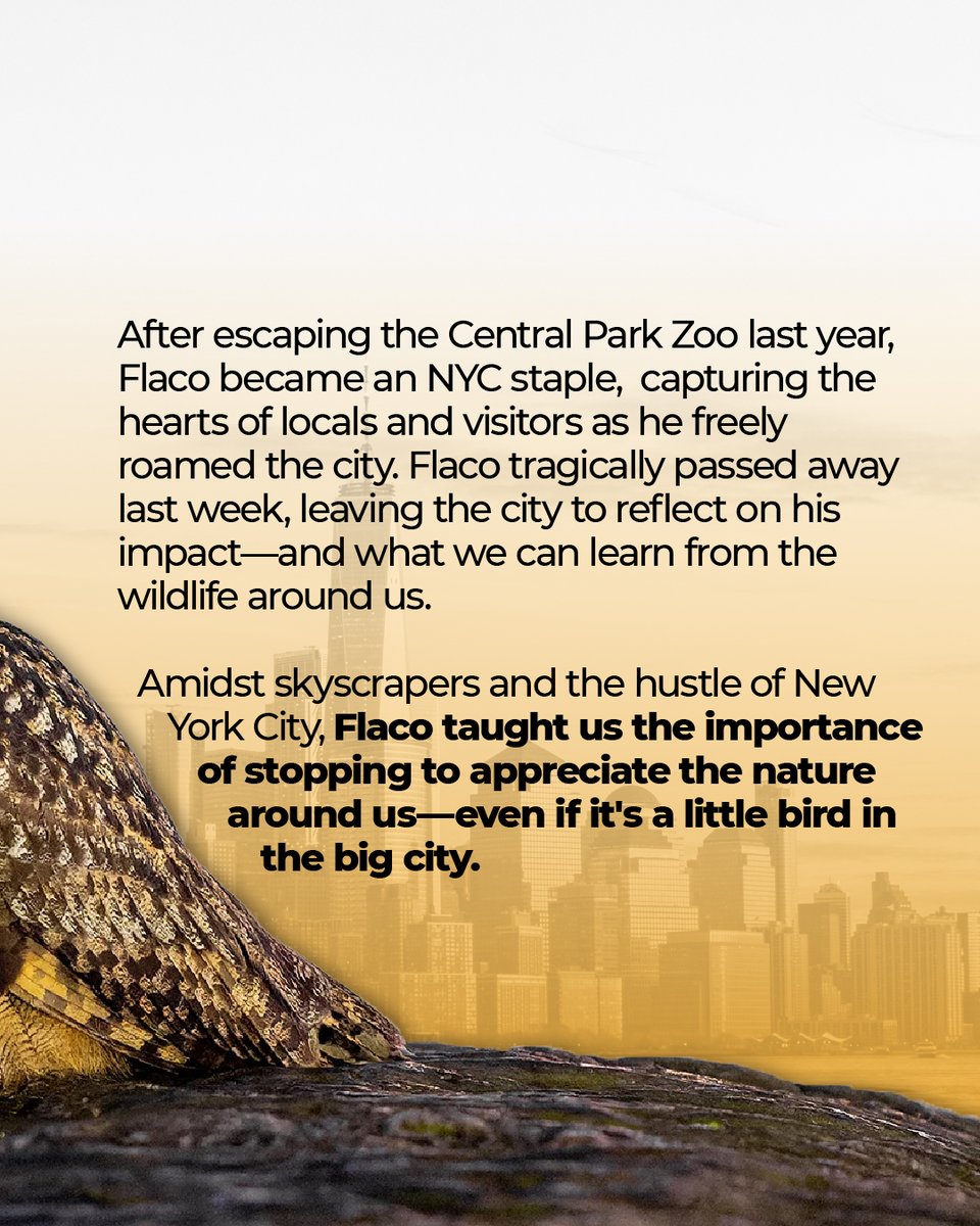 1PercentFTP's tweet photo. Flaco's stark impact will not be forgotten. For more on bird protection and policy, head over to @audubonsociety.
#onepercentfortheplanet #flaco #newyork https://t.co/6pFbwVyOy2