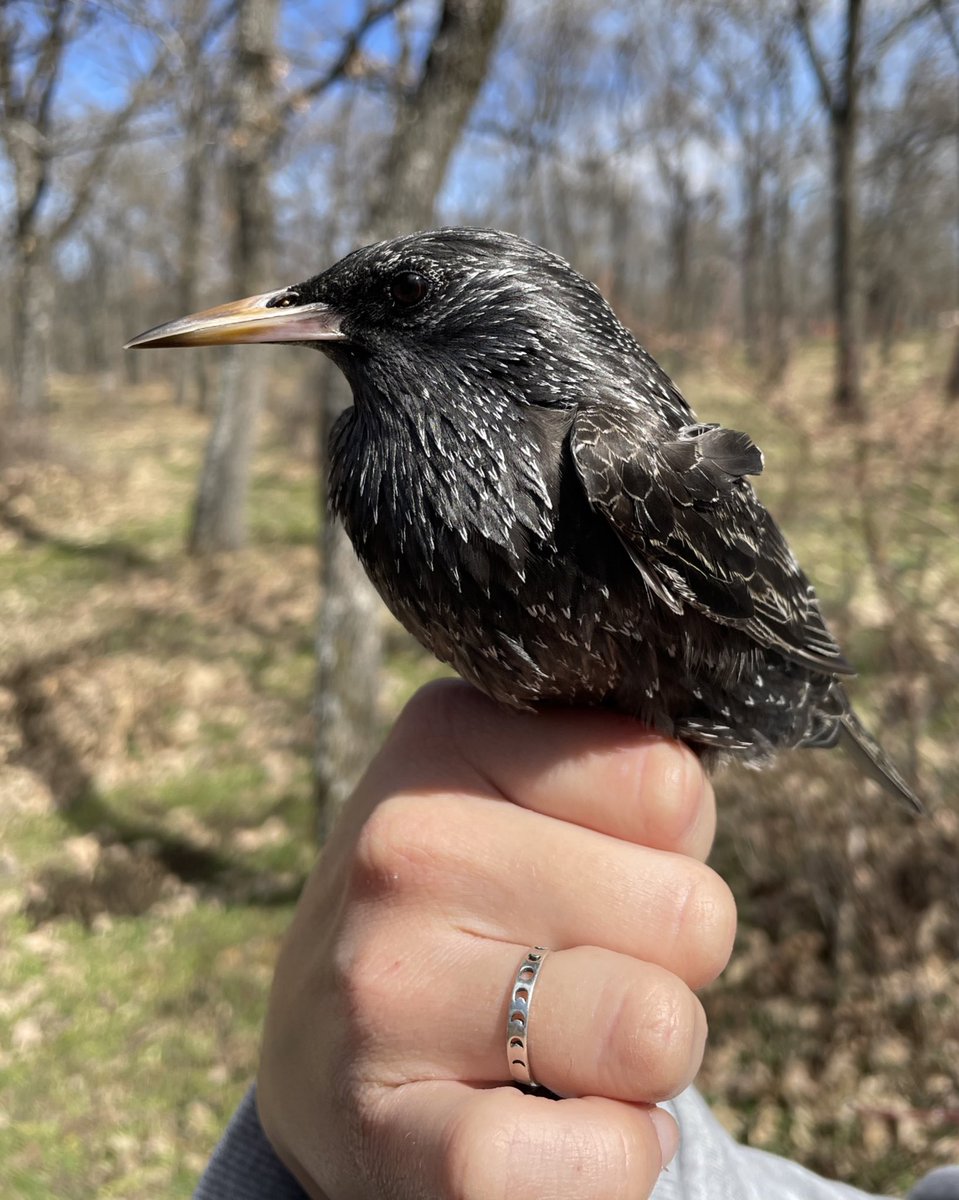 Behavioural Ecology & Endocrinology Lab tweet media