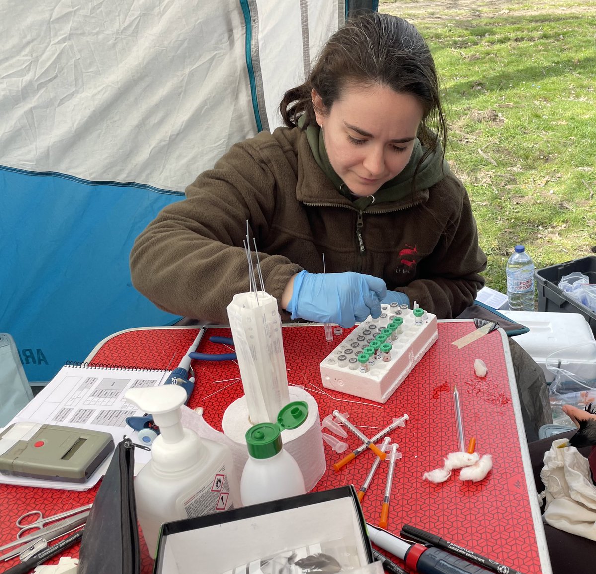 Behavioural Ecology & Endocrinology Lab tweet media