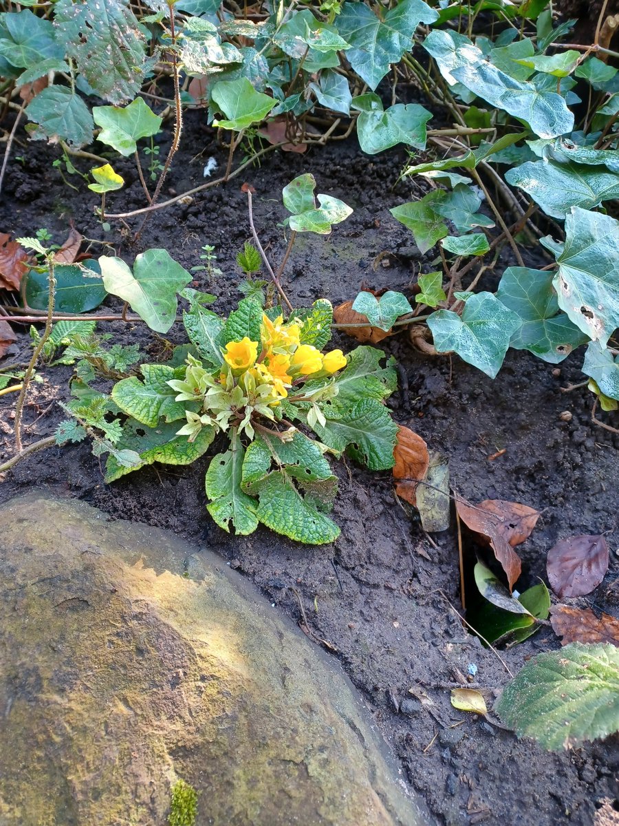 Friends of Derby Park Bootle 🌳 tweet media