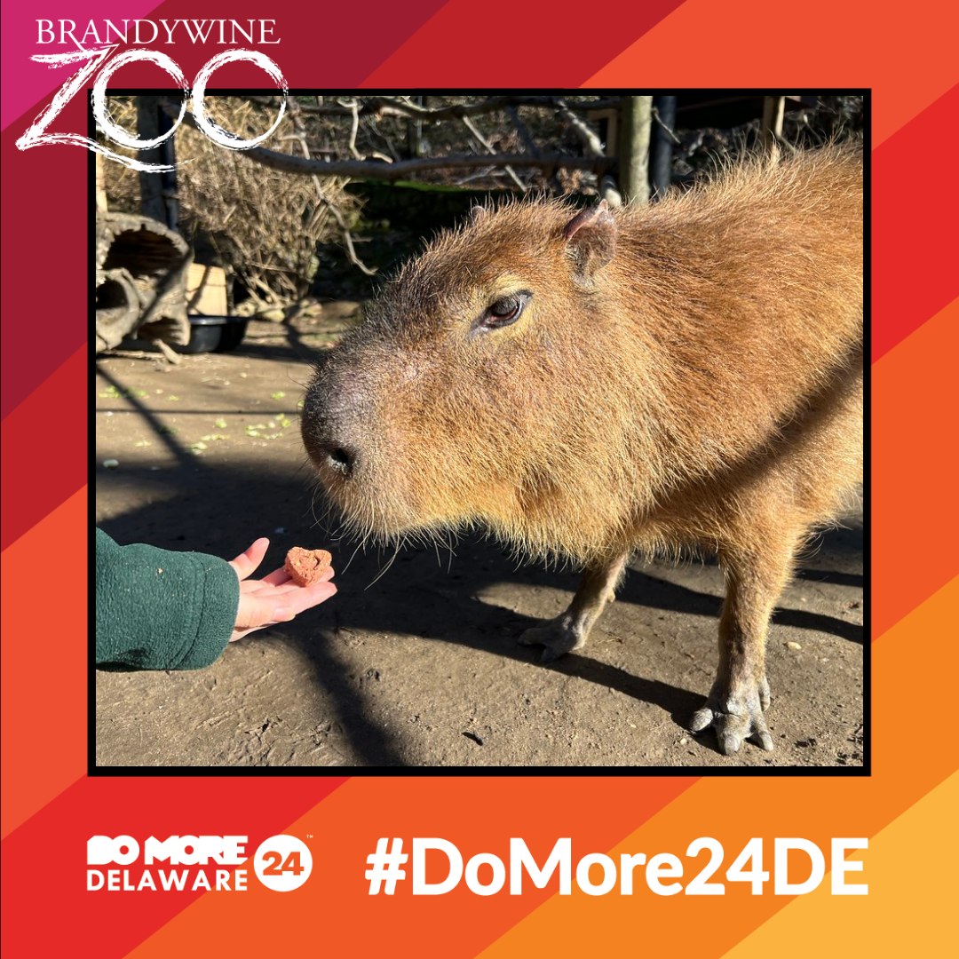 #DoMore24 starts Thursday March 7 at 6pm and runs thru Friday March 8 at 6pm! Your contribution to the Delaware Zoological Society supports the Brandywine Zoo and all the programs available to the community. #DoMore24DE #DoMoreTogether #inwilm #wilmde domore24delaware.org/fundraisers/br…