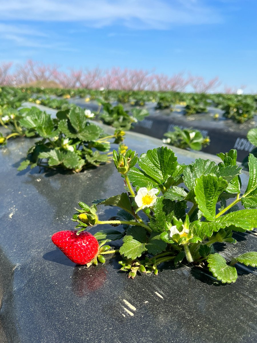 The first signs of spring are here! 📷 We are so excited for the bounty of #CertifiedSC freshness our farmers are growing! What are you most looking forward to this spring?